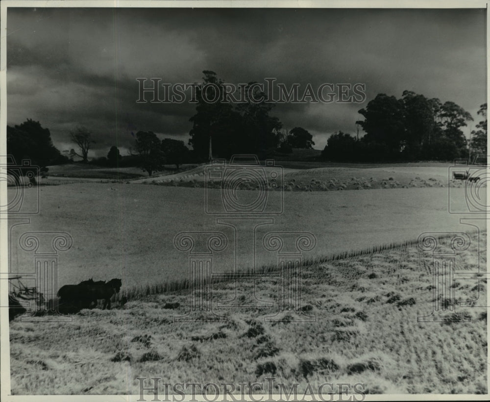 1938 Press Photo Farmer Harvests Barley in Deloraine, Tasmania - mja03962- Historic Images