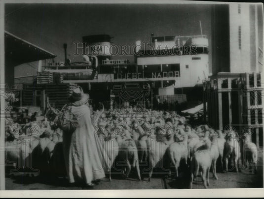 1941 Press Photo Sheep driven aboard a boat at Oran, destined for port in France- Historic Images