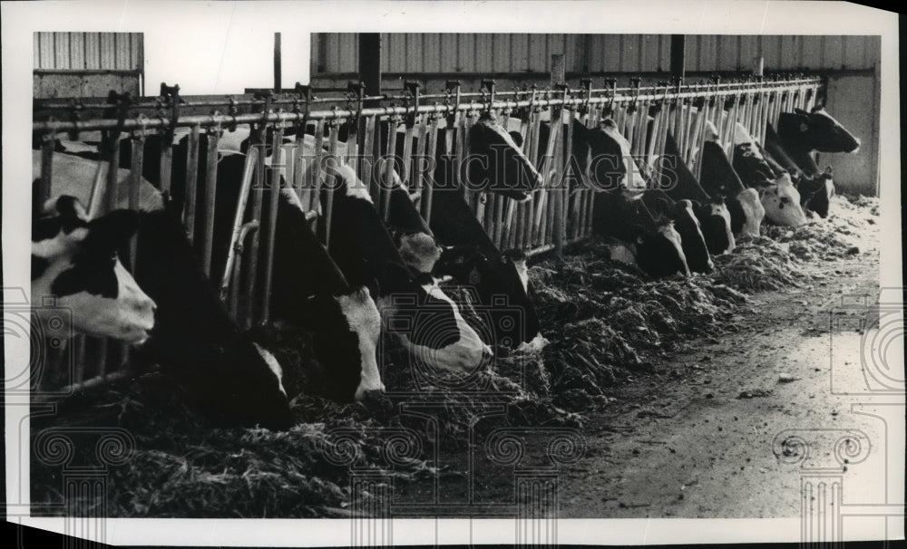 1992 Press Photo Cows feed on silage at the Mike &amp; Lori Paulus Farm in Fredonia- Historic Images