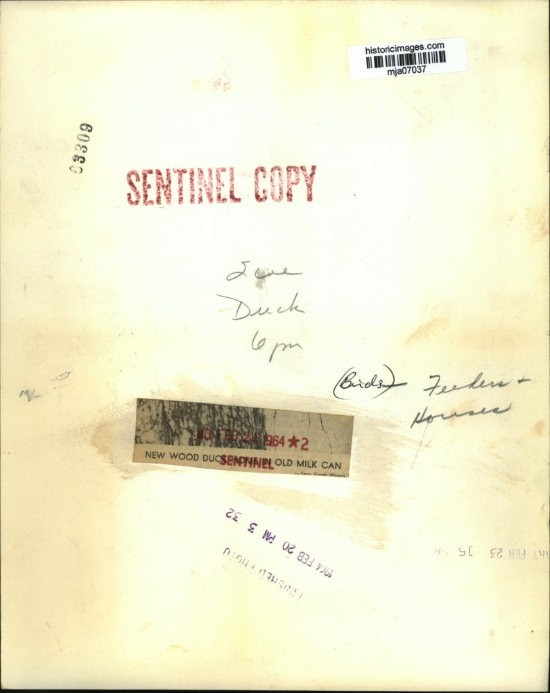 1964 Press Photo New Wood duck home in old milk can - mja07037