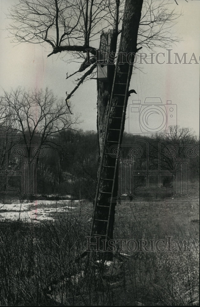 1989 Press Photo A tall ladder led the way to the new birdhouse- Historic Images