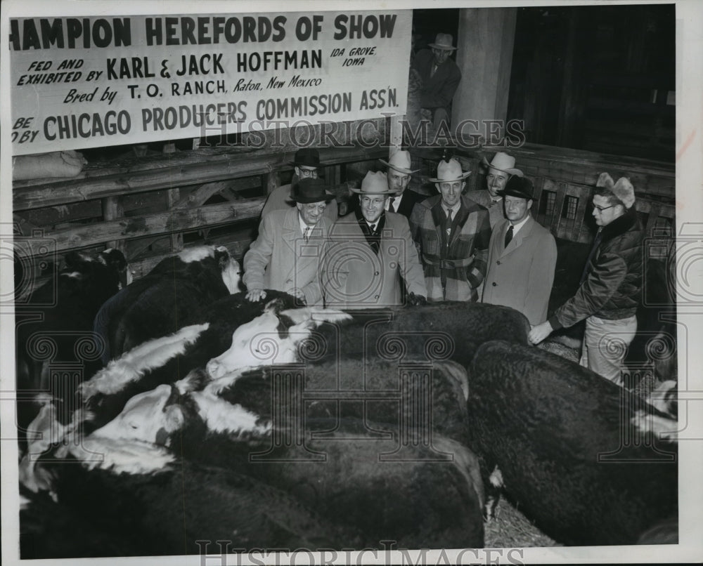 1953 Press Photo Agriculture Secretary Benson at Herefords- Historic Images