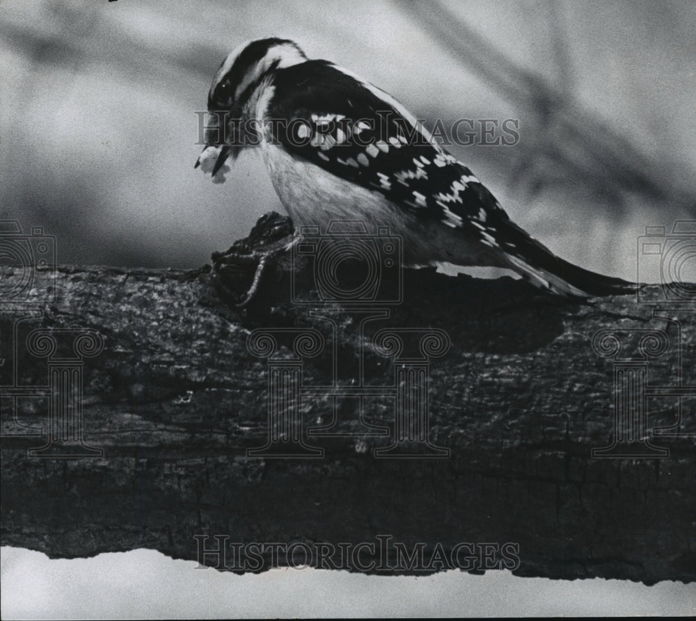 1976 Press Photo A downy woodpecker landed on a nearby tree - mja07645