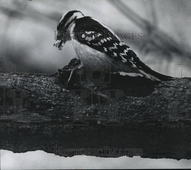 Load image into Gallery viewer, 1976 Press Photo A downy woodpecker landed on a nearby tree - mja07645

