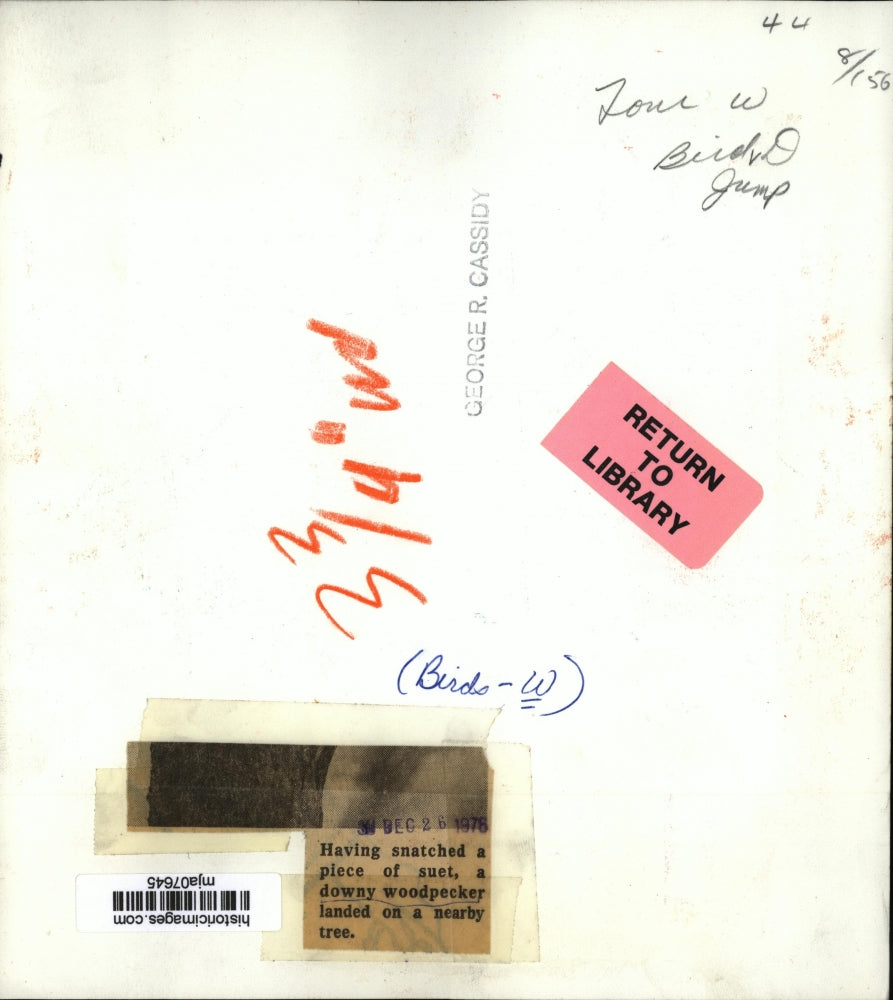 1976 Press Photo A downy woodpecker landed on a nearby tree - mja07645