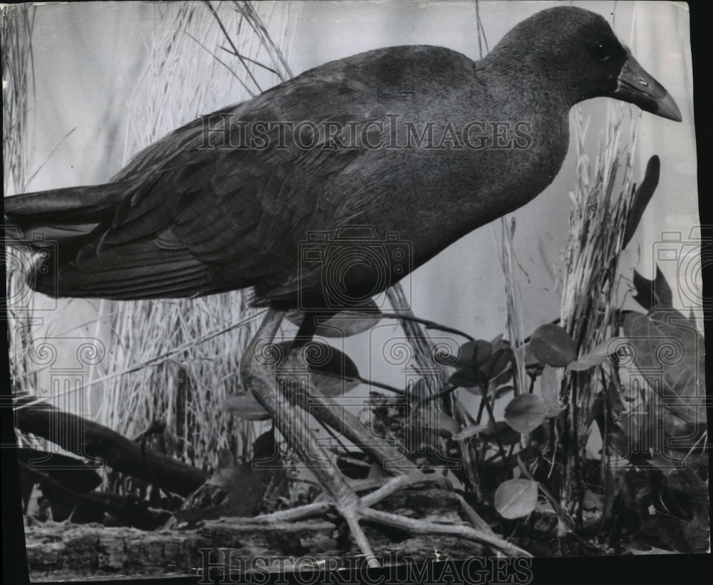 1958 Press Photo Purple gallinule, first of its kind to captured in Wisconsin- Historic Images