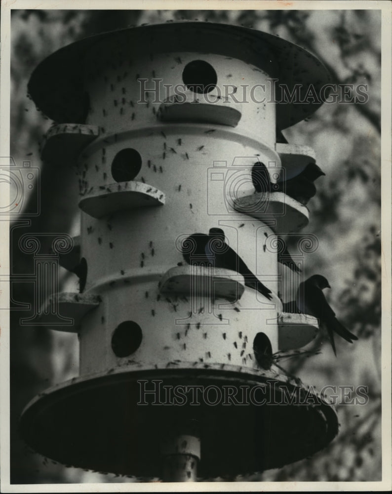1974 Press Photo Purple martins waited for their meal of Lake Winnaabago