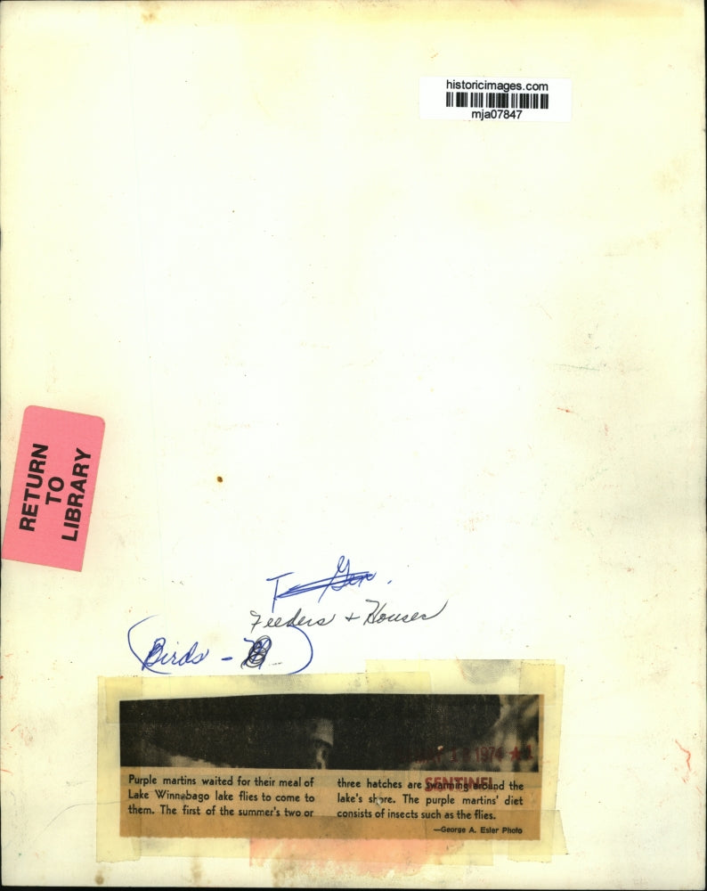 1974 Press Photo Purple martins waited for their meal of Lake Winnaabago