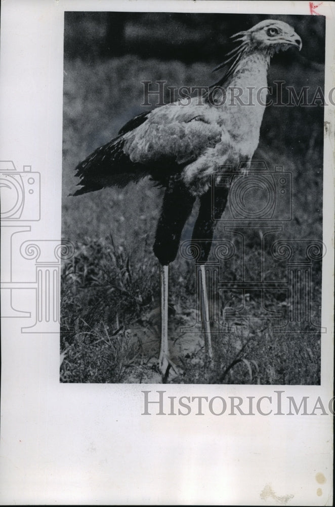 1965 Press Photo Secretary bird - mja08283