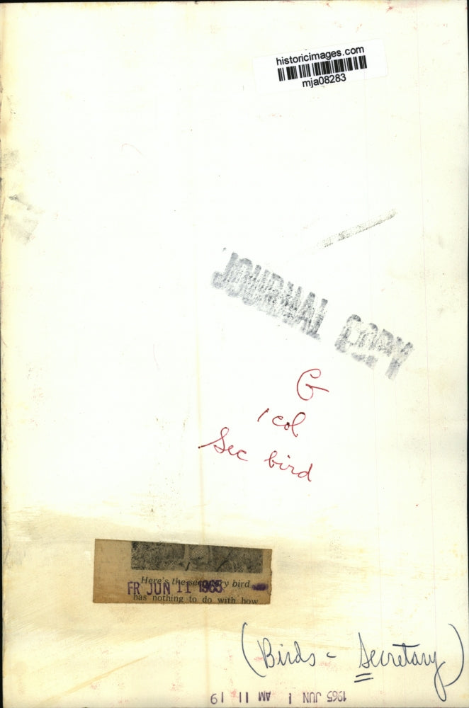 1965 Press Photo Secretary bird - mja08283