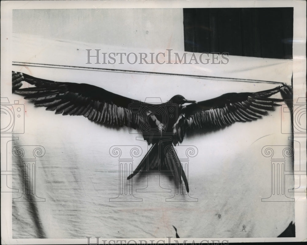1955 Press Photo Capture near the Ceylonese Capital, this Great Frigate Bird