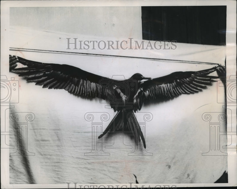 Load image into Gallery viewer, 1955 Press Photo Capture near the Ceylonese Capital, this Great Frigate Bird
