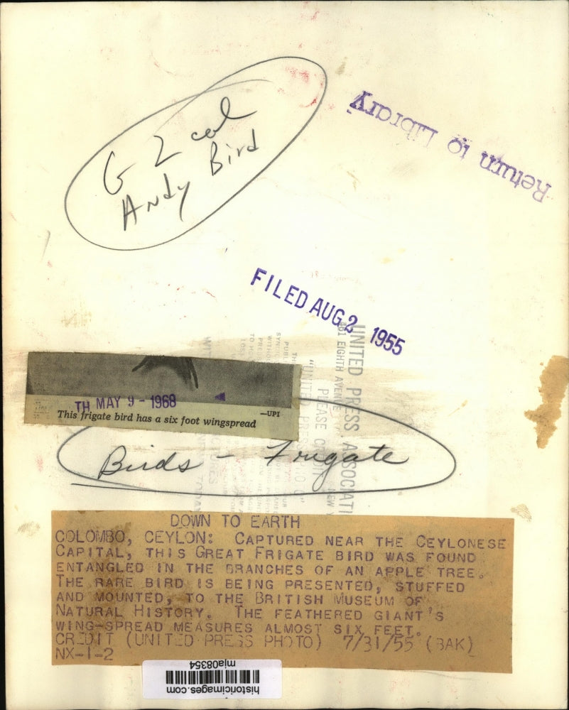 1955 Press Photo Capture near the Ceylonese Capital, this Great Frigate Bird