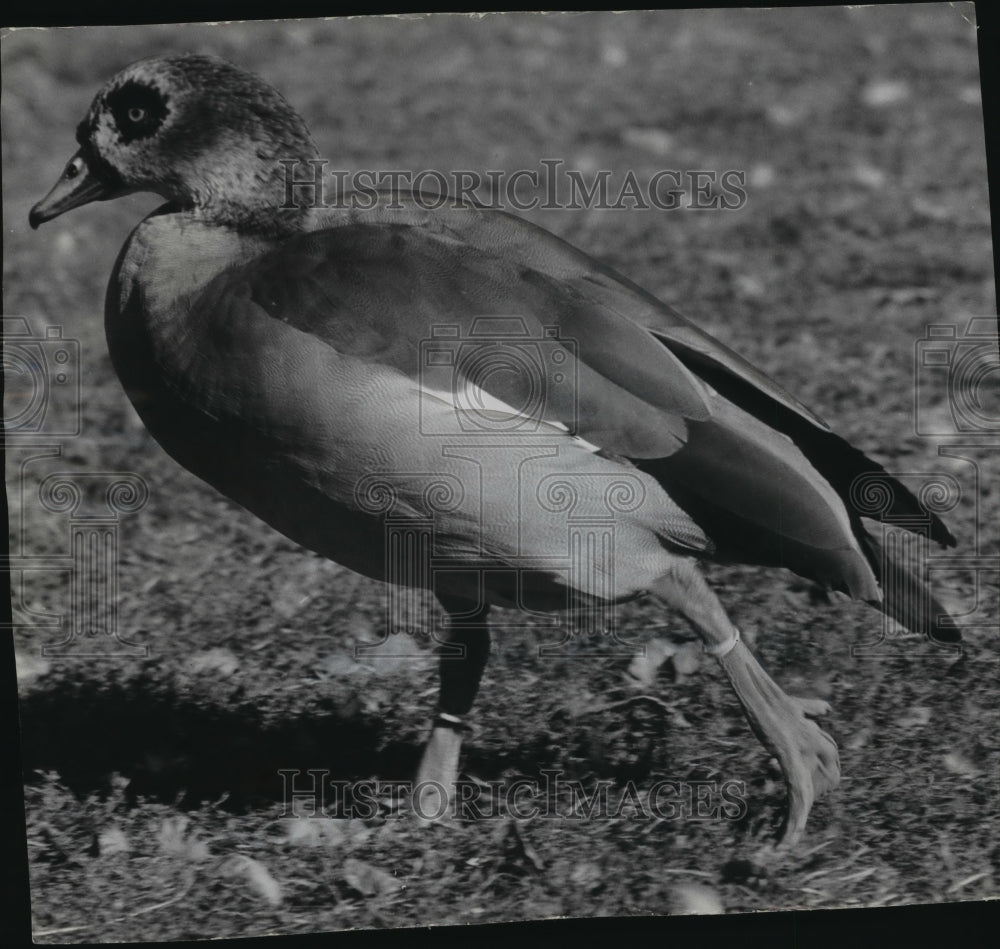 1956 Press Photo Egyptian goose at Juneau Park - mja08361- Historic Images