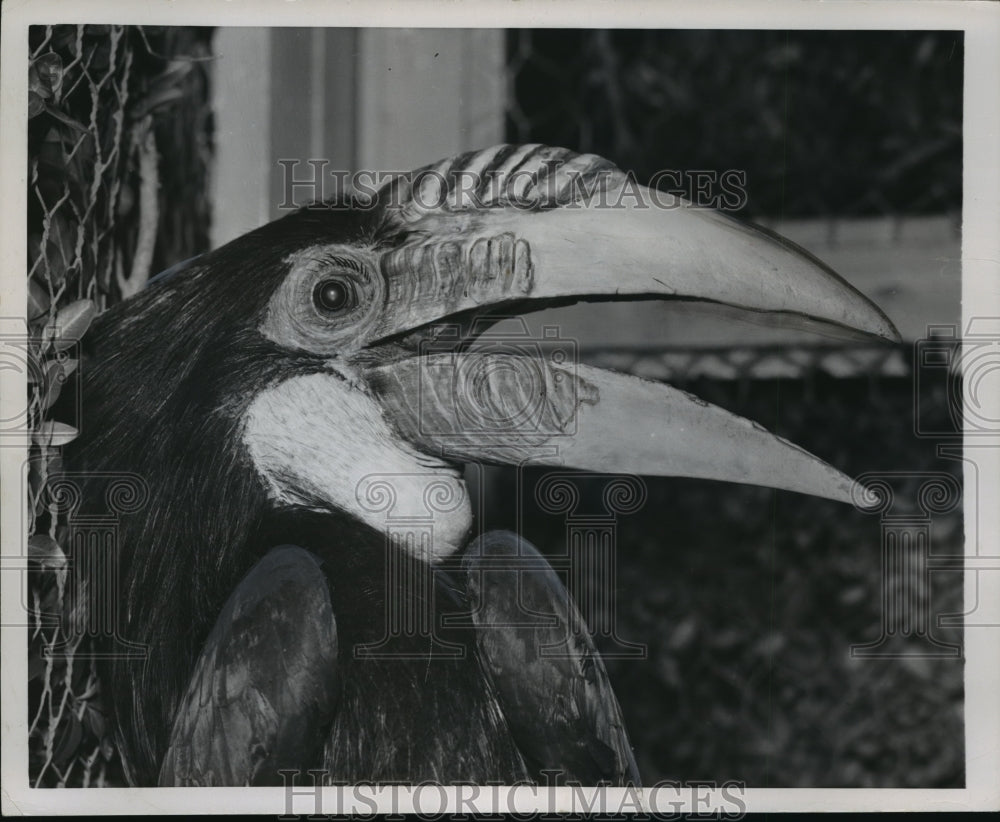 1954 Press Photo Exotic Callao bird at the Paris headquarters of a US airline - Historic Images