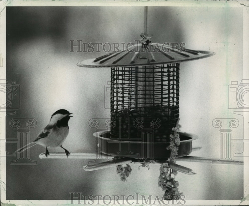 1972 Press Photo Black capped chickadee reaped the benefit of well-stock feeder- Historic Images