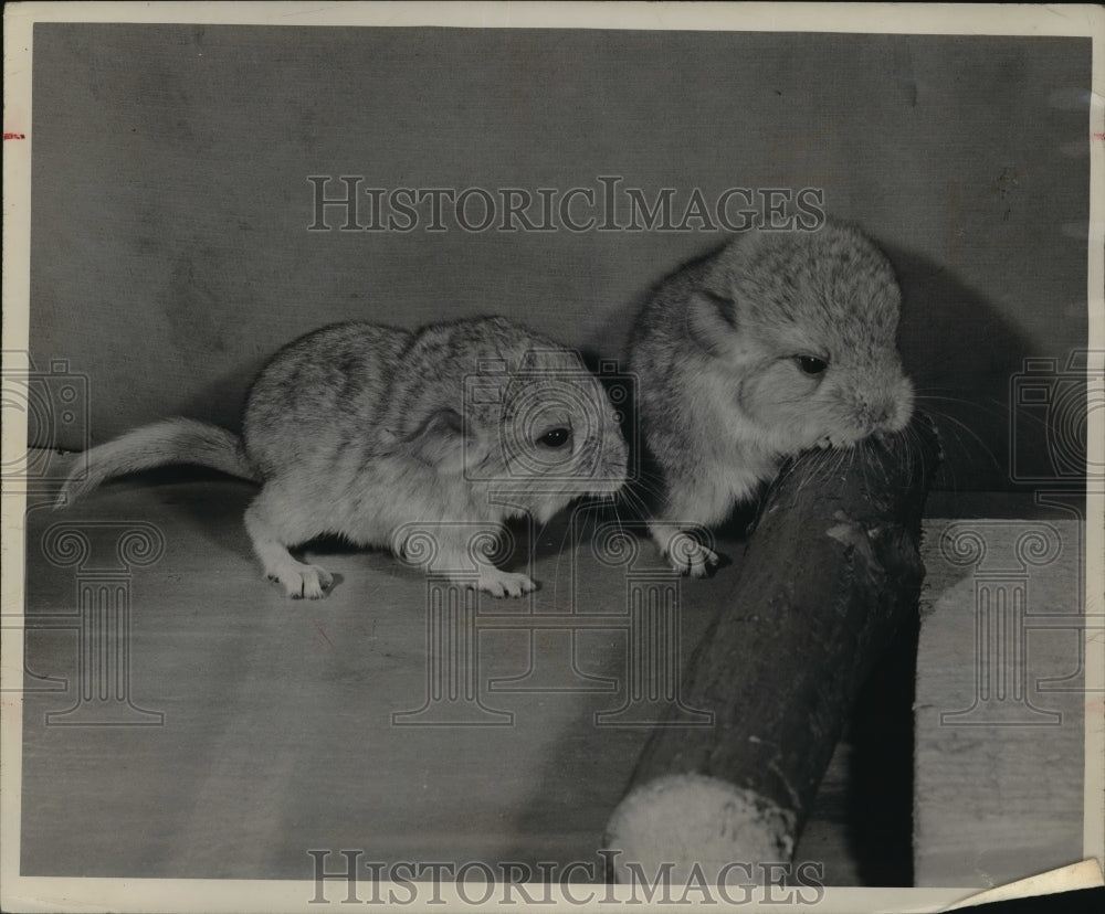 1947 Press Photo  3 day old chinchillas- Historic Images