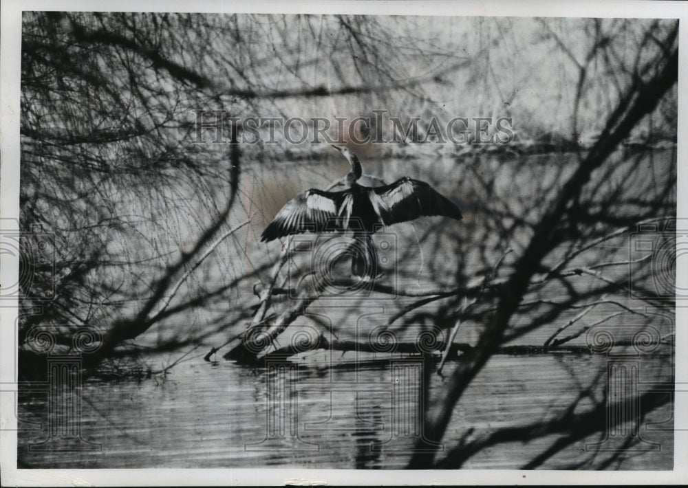 1966 Press Photo Anhinga Bird Visits Whitnall Park in Wisconsin- Historic Images