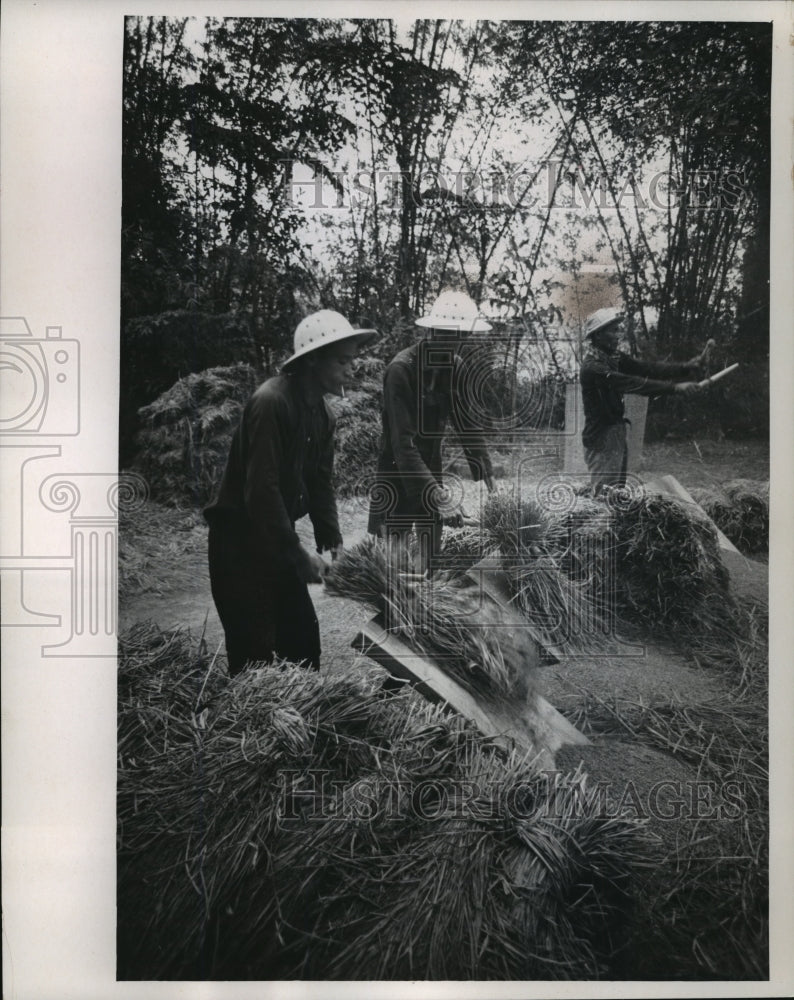  Press Photo Vietnamese farmers hand threshing rice stalks for grains- Historic Images