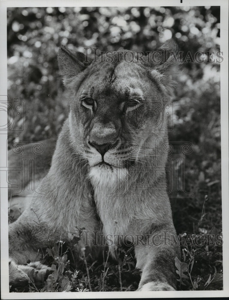 1975 Press Photo Elsa Born Free shown on NBC- Historic Images