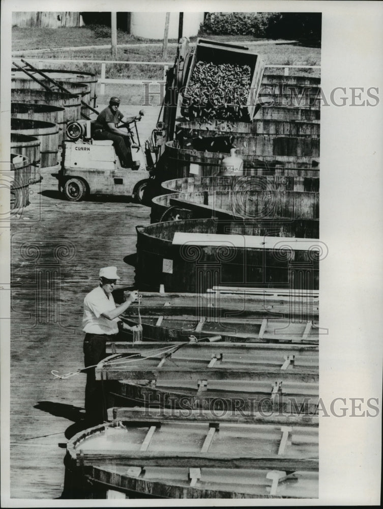 1968 Press Photo Libby, McNeill &amp; Libby, has replaced hand pickers - Historic Images