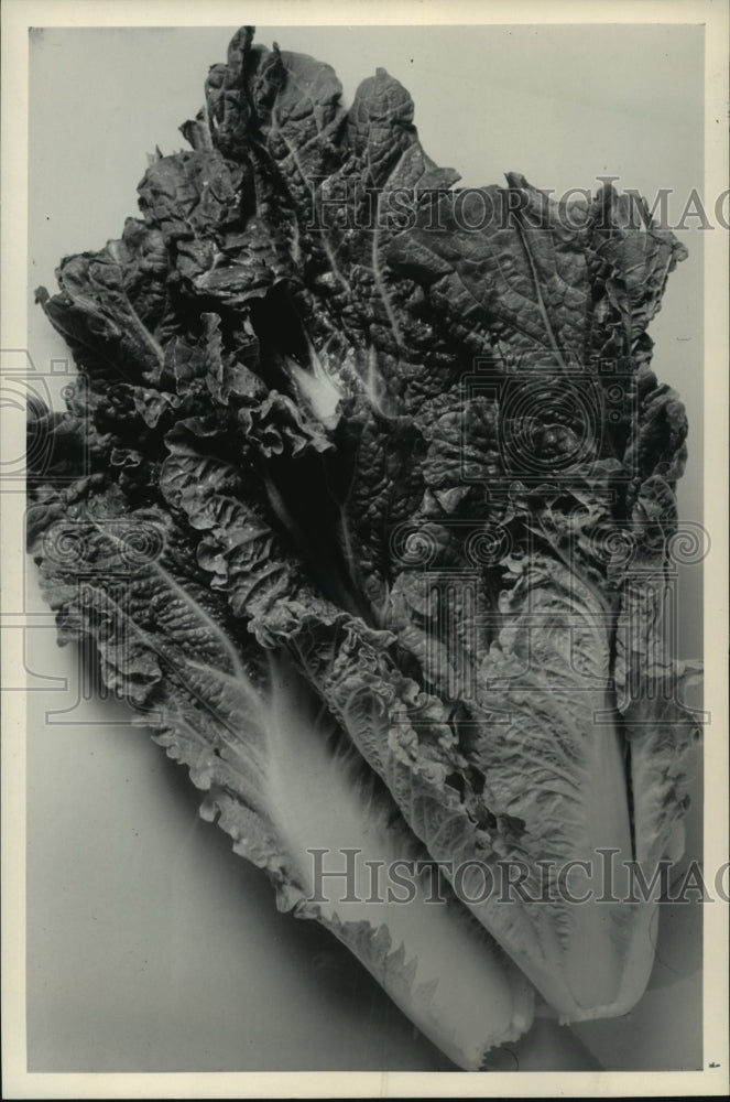 1984 Press Photo Vegetables: Celery Cabbage - mja12487- Historic Images