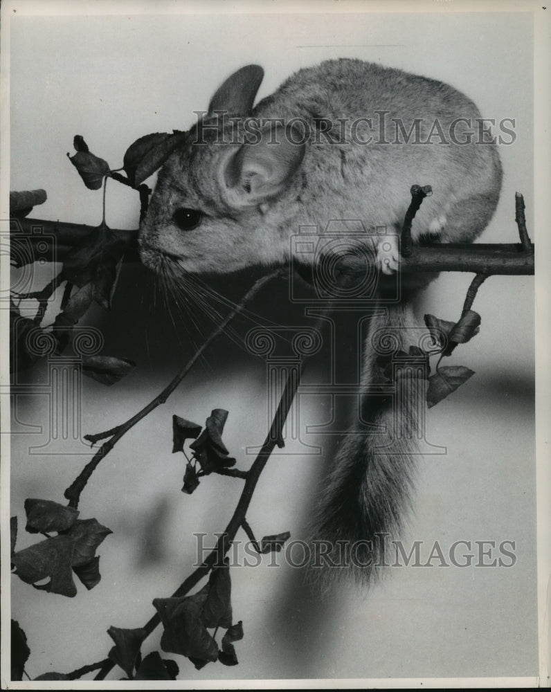 1952 Press Photo Chinchilla found in South American Mountains- Historic Images