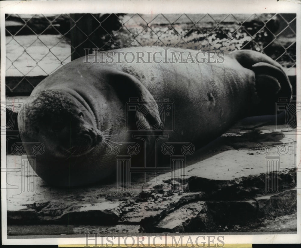 1968 Press Photo Walrus at the Stuttgart Wilhelma Zoo - mja13023- Historic Images