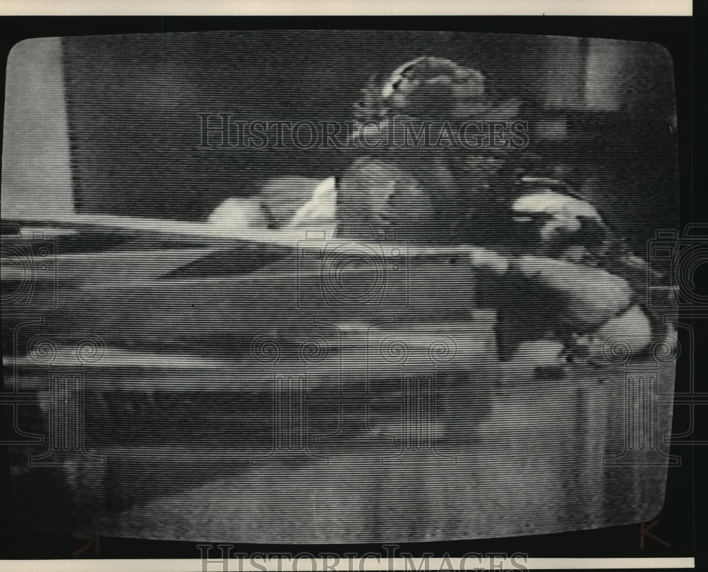 1984 Press Photo Video Recording - mja13121- Historic Images
