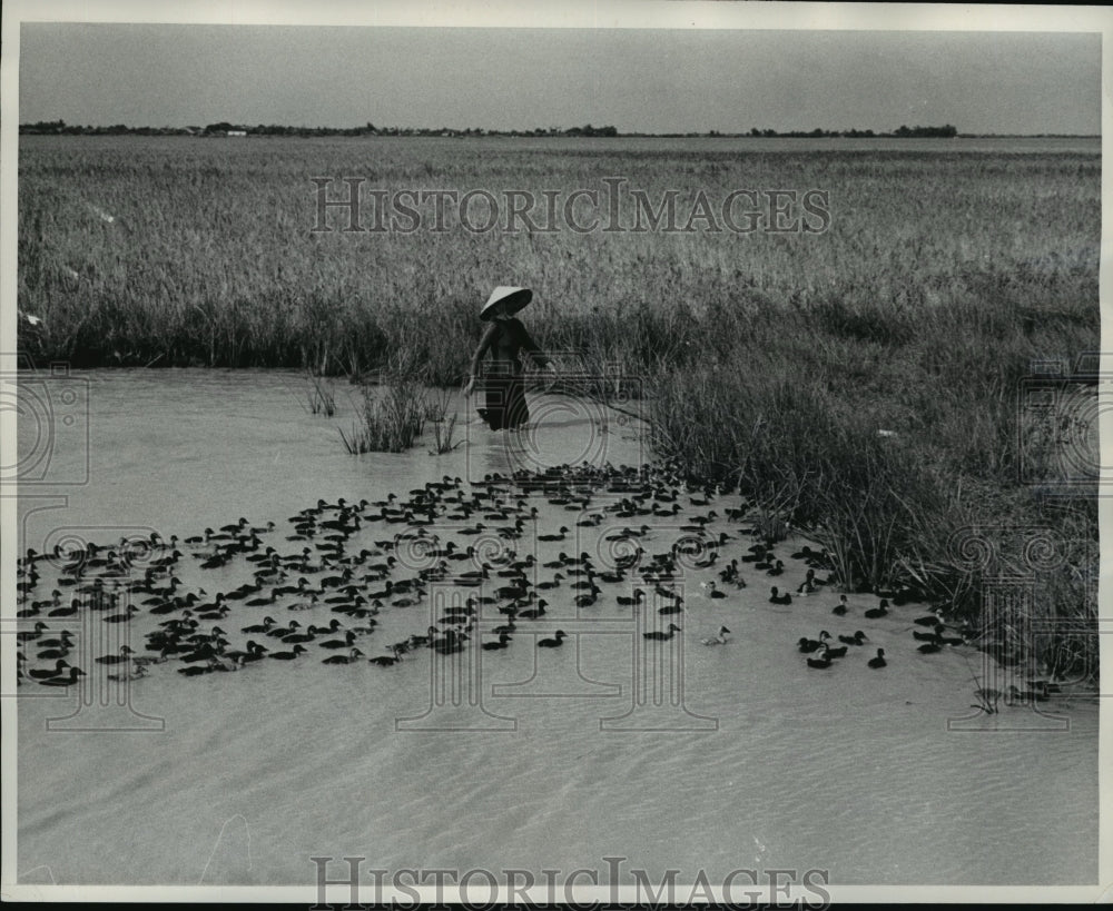 1963 Press Photo A woman wearing the traditional straw hat herds ducklings - Historic Images