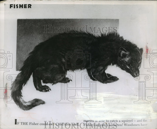 1962 Press Photo The Fisher makes a comeback - mja13416- Historic Images