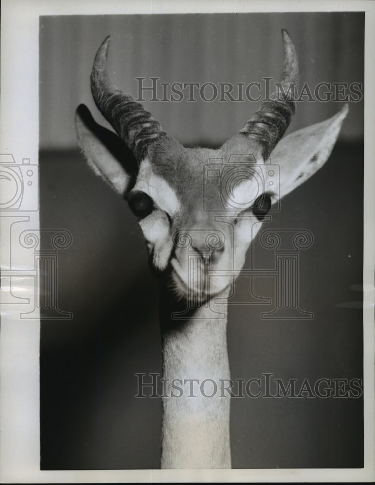 1957 Press Photo This gerenuk, a member of the antelope family from Africa- Historic Images