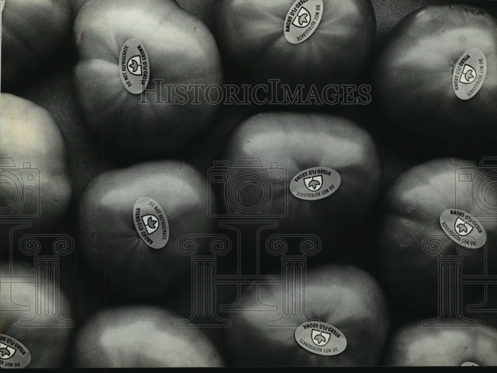 1981 Press Photo Top-grade tomatoes ready for market- Historic Images