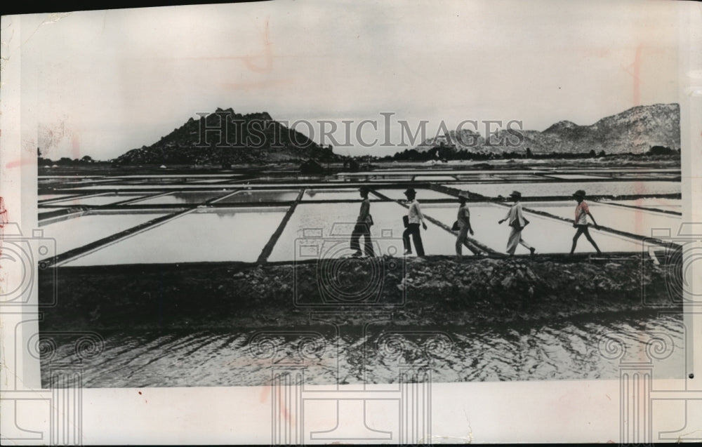 1965 Press Photo Vietnamese children walked beside flooded rice paddies  - Historic Images