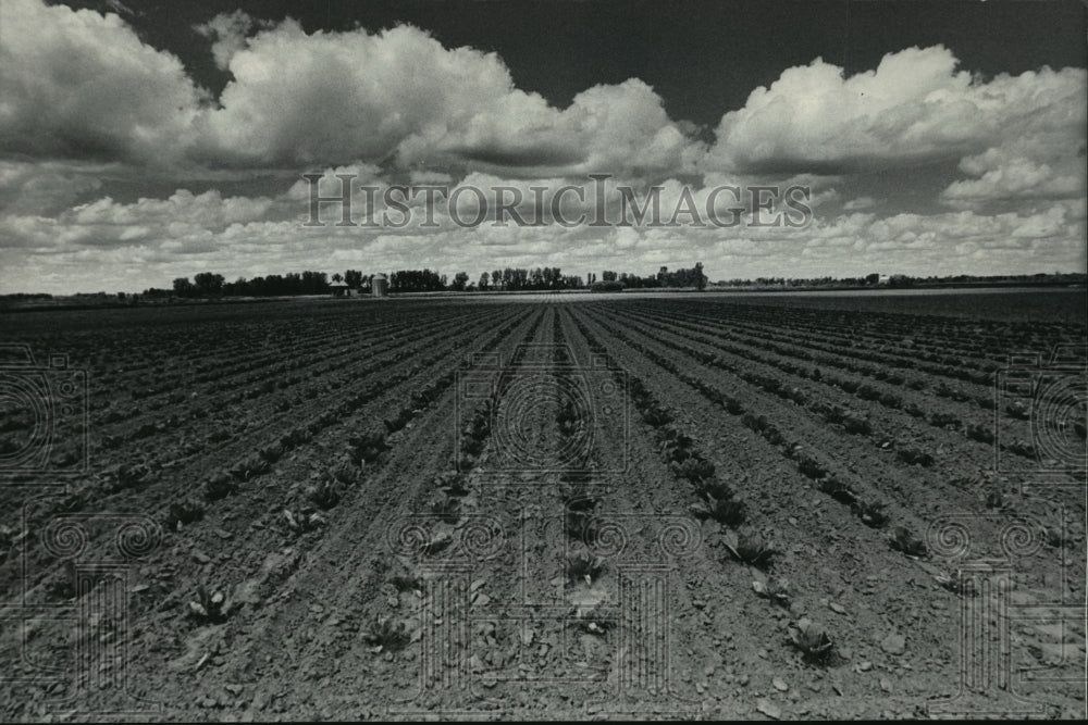 1985 Press Photo Long rows of cabbage plants stretched toward the horizon- Historic Images