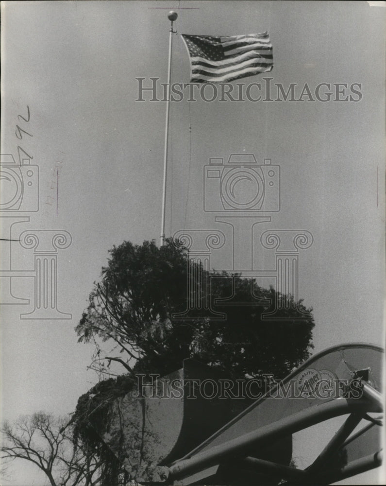 1951 Press Photo A shrub being transported at Watertown while it passes a flag