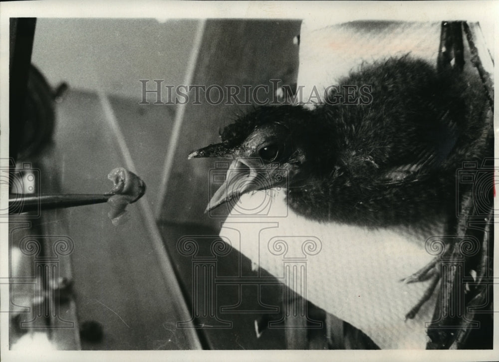 1974 Press Photo This 12 day old rufous-faced ant pitta is a rare bird - Historic Images