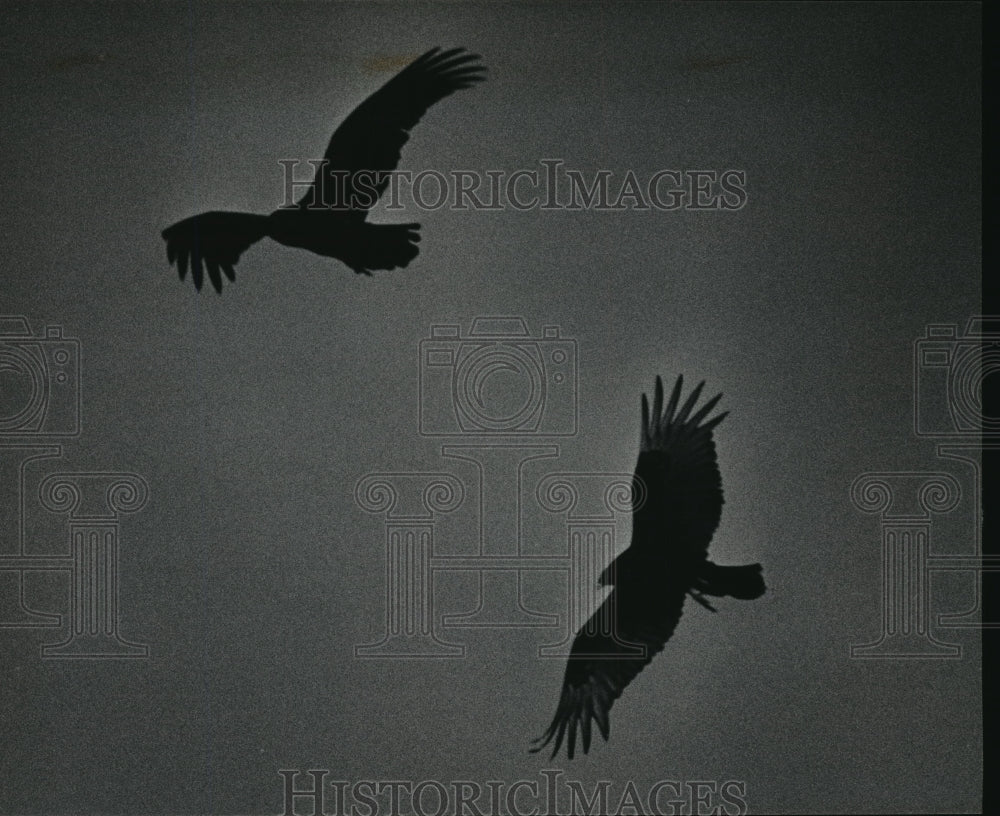 1965 Press Photo A couple of turkey vultures soared and swooped in the sky- Historic Images