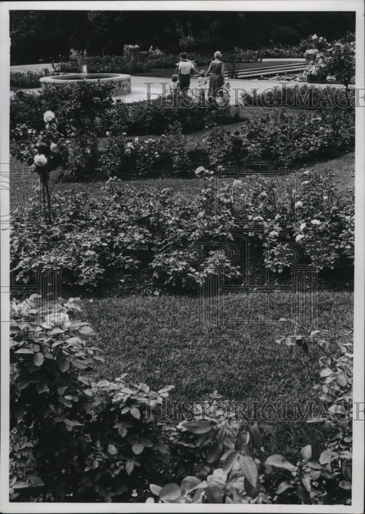 1961 Press Photo The showplace for roses here is Whitnall Park - mja23112