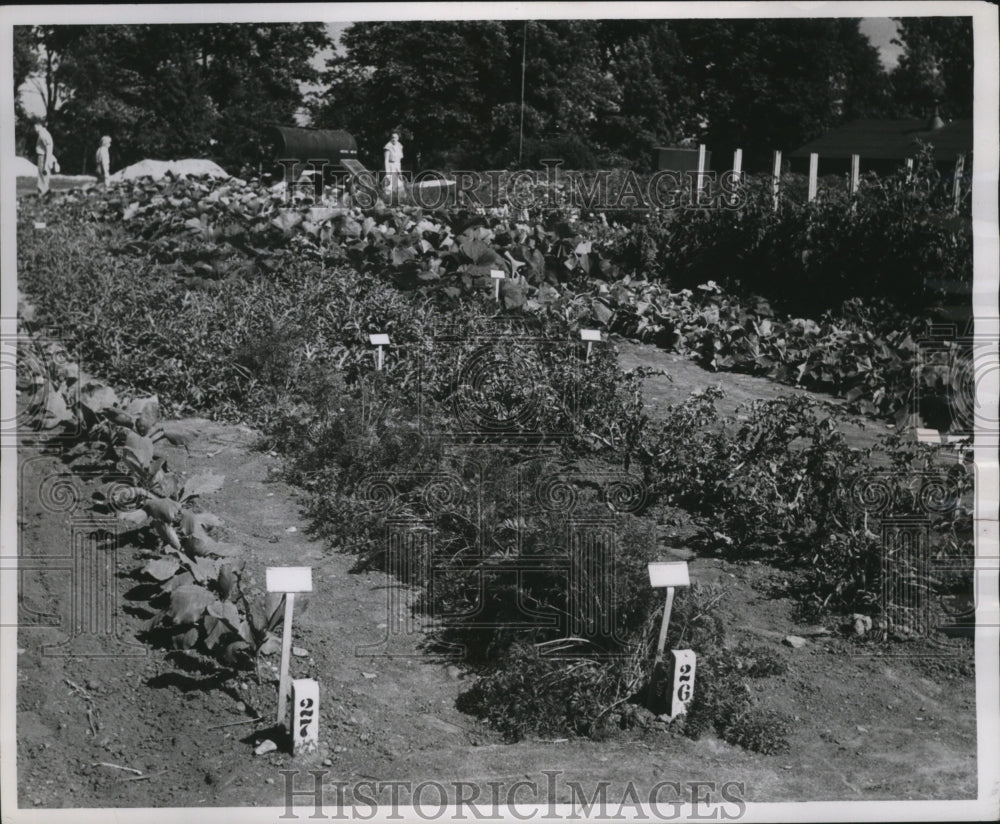 1956 Press Photo A vegetable patch has been planted in Whitnall Park. - Historic Images