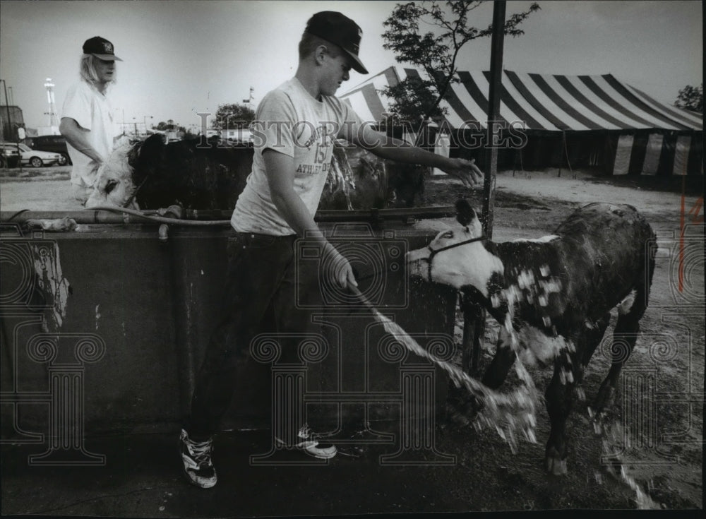 1993 Press Photo Scott Schuett washes calf for Waukesha County Fair - mja24856