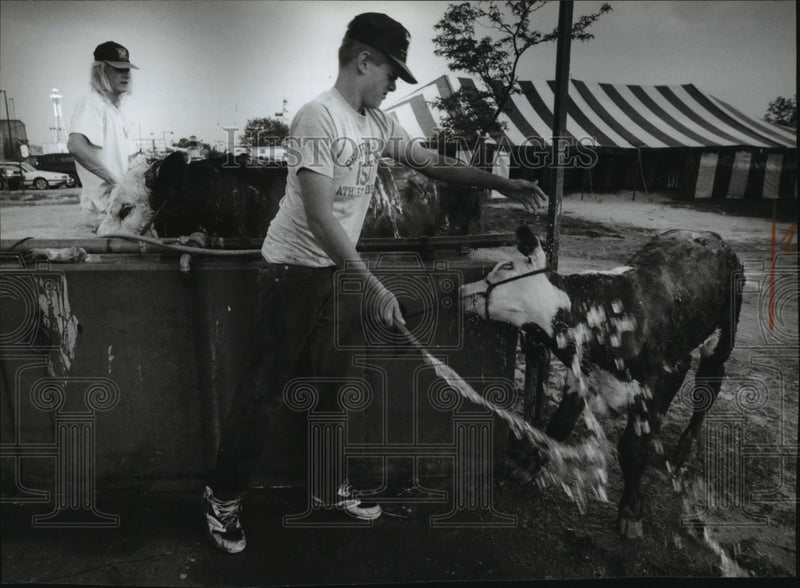 Load image into Gallery viewer, 1993 Press Photo Scott Schuett washes calf for Waukesha County Fair - mja24856
