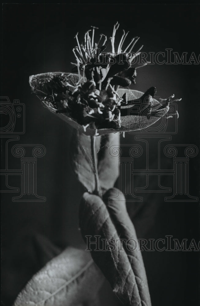 1993 Press Photo Honeysuckle in deep purple and magenta shades, Wild flower