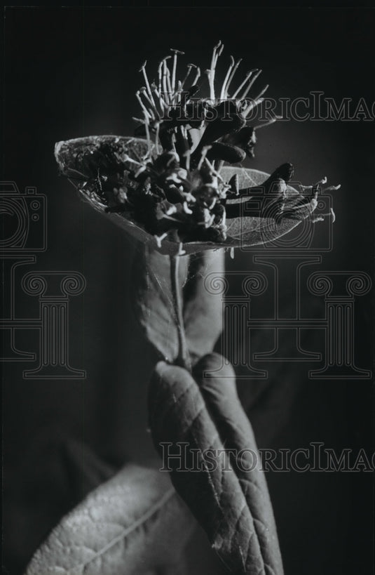 1993 Press Photo Honeysuckle in deep purple and magenta shades, Wild flower