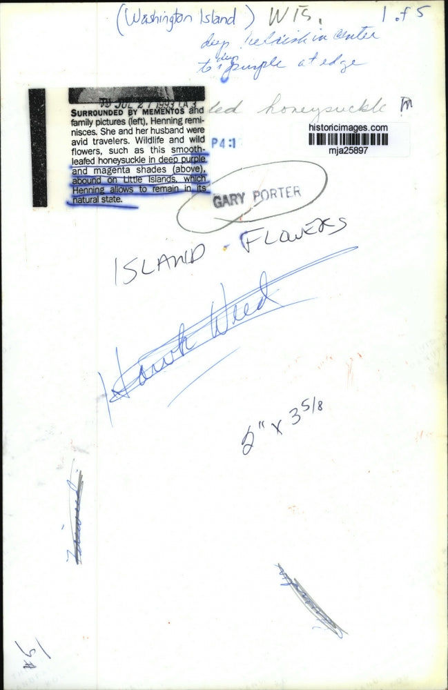 1993 Press Photo Honeysuckle in deep purple and magenta shades, Wild flower