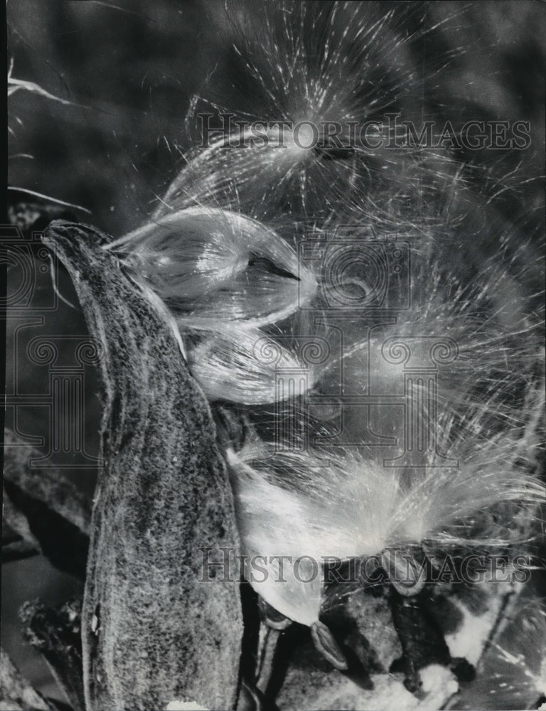 Load image into Gallery viewer, 1983 Press Photo Milkweed unfurled silken parachutes for autumn wind dispersal
