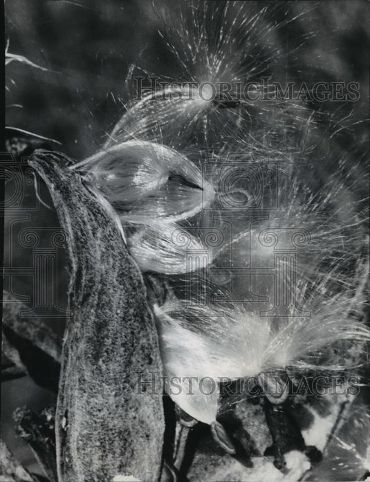 1983 Press Photo Milkweed unfurled silken parachutes for autumn wind dispersal