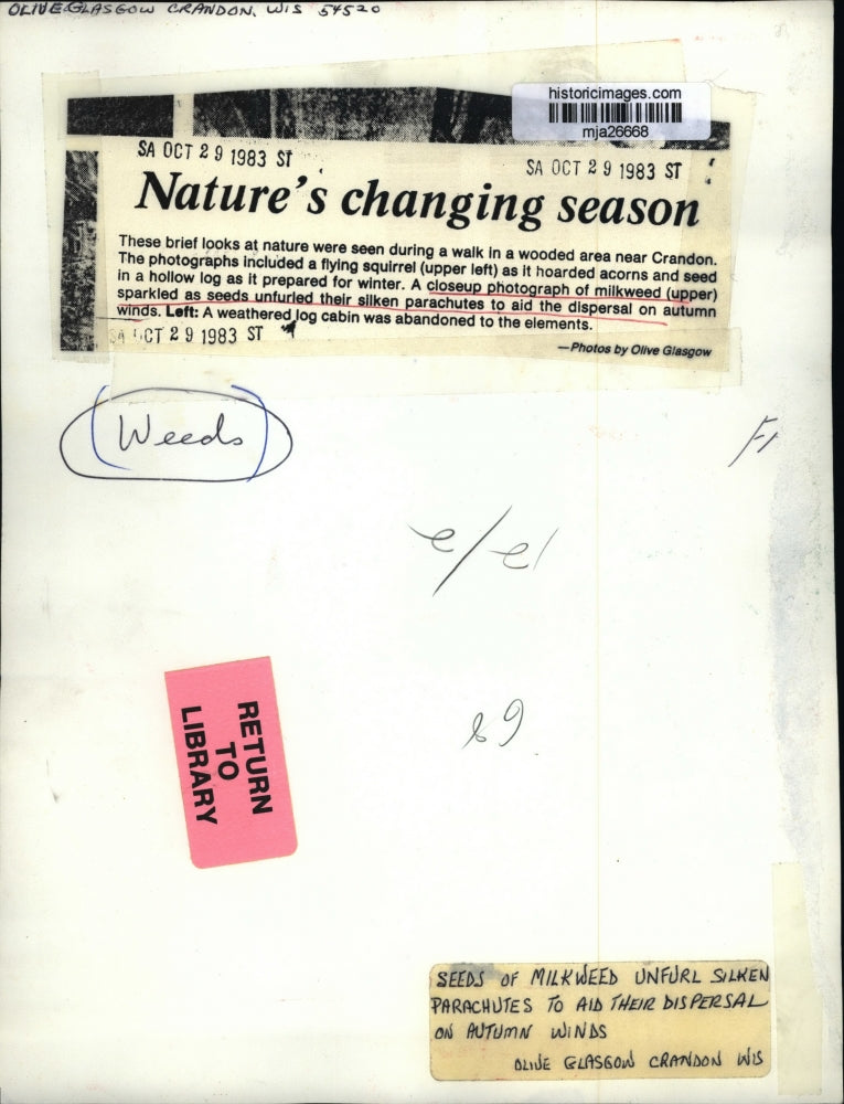 1983 Press Photo Milkweed unfurled silken parachutes for autumn wind dispersal