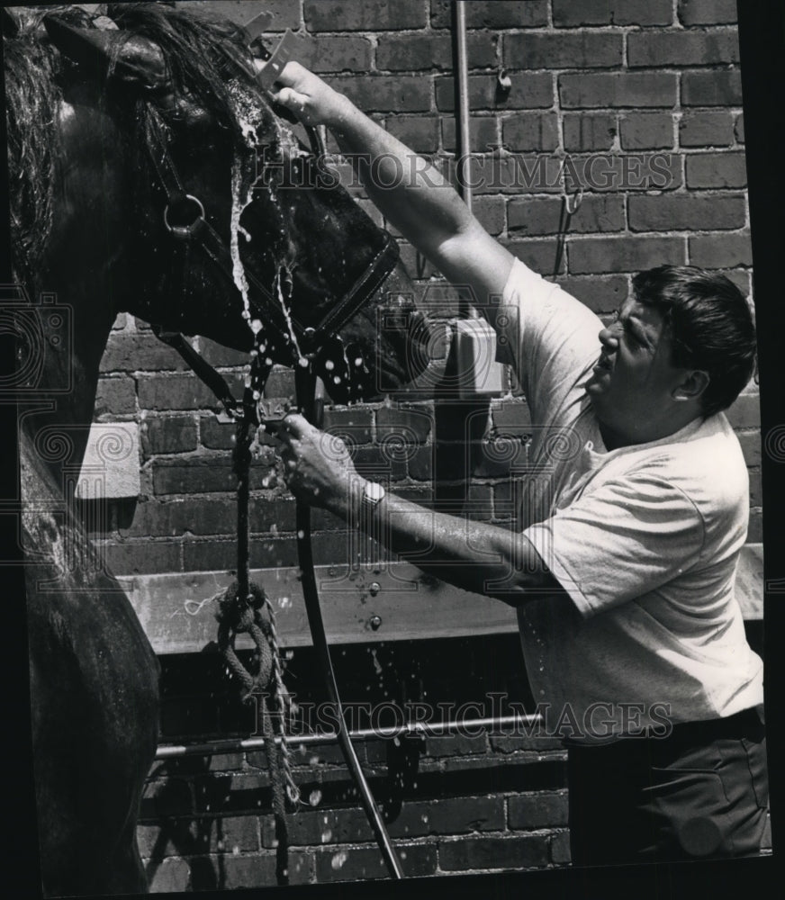 1993 Press Photo Greg Maell uses a hose to cool down one of the Percheron horses- Historic Images