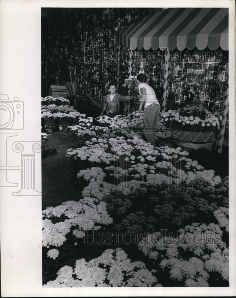 1963 Press Photo Mums arranged in the Flower Building, Wisconsin State Fair- Historic Images